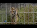 Behind the scenes at the wildcat sanctuary