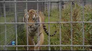 Behind the scenes at the Wildcat Sanctuary