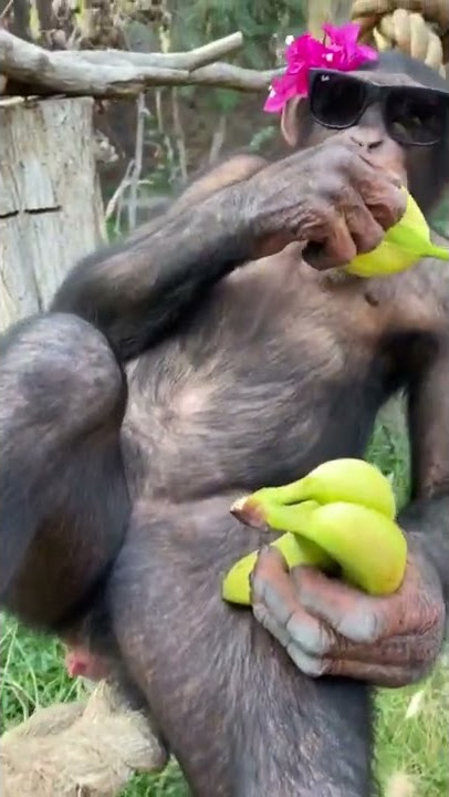 Monyet makan pisang
