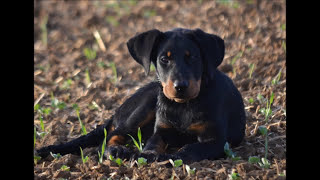 Femelle beauceron, de sa naissance à ses deux ans