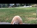 Dog Training | Down stay while a jogger and a dog run past | Solid K9 Training Dog Training Dog Training | Down stay while a jogger and a dog run past | Solid K9 Training Dog Training