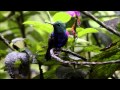 Violet-bellied Hummingbird - Colibri de Julie