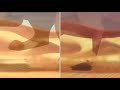 Comparing Lion King To Lion King 11 2 Returning To Pride Rock 