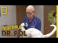 Does This Puppy Have Extra Energy For a Reason? | The Incredible Dr. Pol