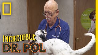 Does This Puppy Have Extra Energy For a Reason? | The Incredible Dr. Pol