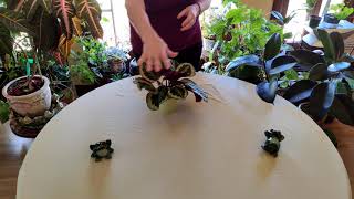 Prayer Plant History / Plant Stories Prayer Plant Meaning