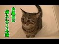 お風呂に入ってくるエロい♂猫(面白い&可愛い猫)The bath and cat