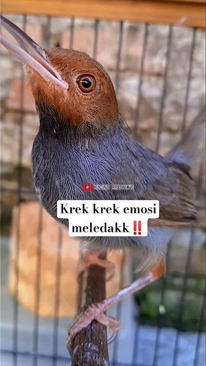 prenjak kepalamerah krek krek agar emosi naik‼️ #kicaumania#prenjakgacor#prenjakkepalamerah#shorts
