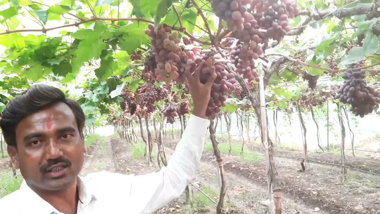 द्राक्ष जात क्रिमसन / Grapes Variety Crimson