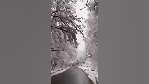 سورة التين// القارئ الشيخ العيون الكوشي
