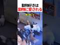 動物に愛される動画w