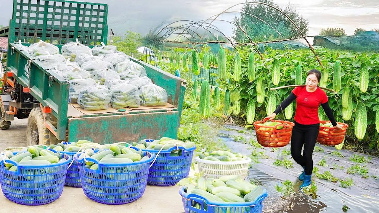 Harvesting 1000+ Giant Cucumbers - Using a Truck to Transport Many Cucumbers to the Market