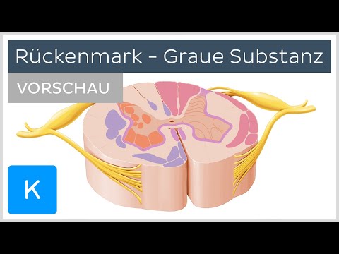 Video: Wo befindet sich die graue Substanz des Großhirns?