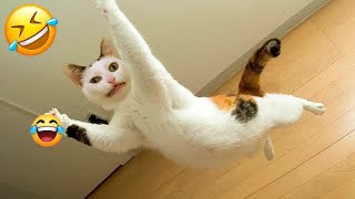 Funniest Dogs and Cats  Best Funny Animal Videos 2024 # 20