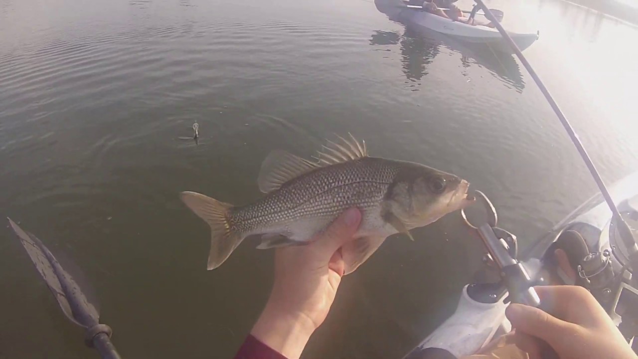 Barra and Bass kayak fishing Bundaberg YouTube