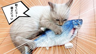 【保護猫】タッチセンサーで動く！魚のおもちゃで遊ぶ子猫の反応は？