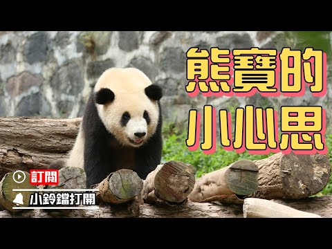 《熊貓Top榜》260期 滾滾的那些小心思 | iPanda熊貓頻道