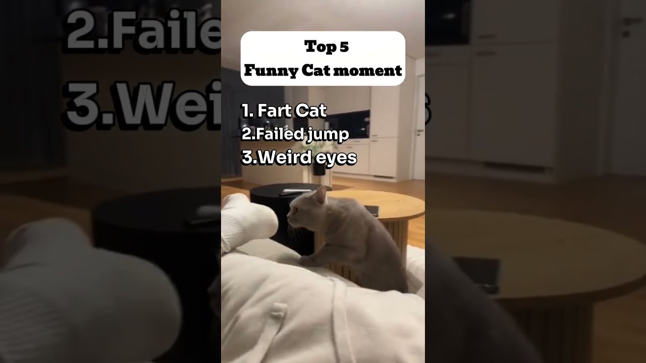 The 5 Funniest Cat Moments Ever Recorded