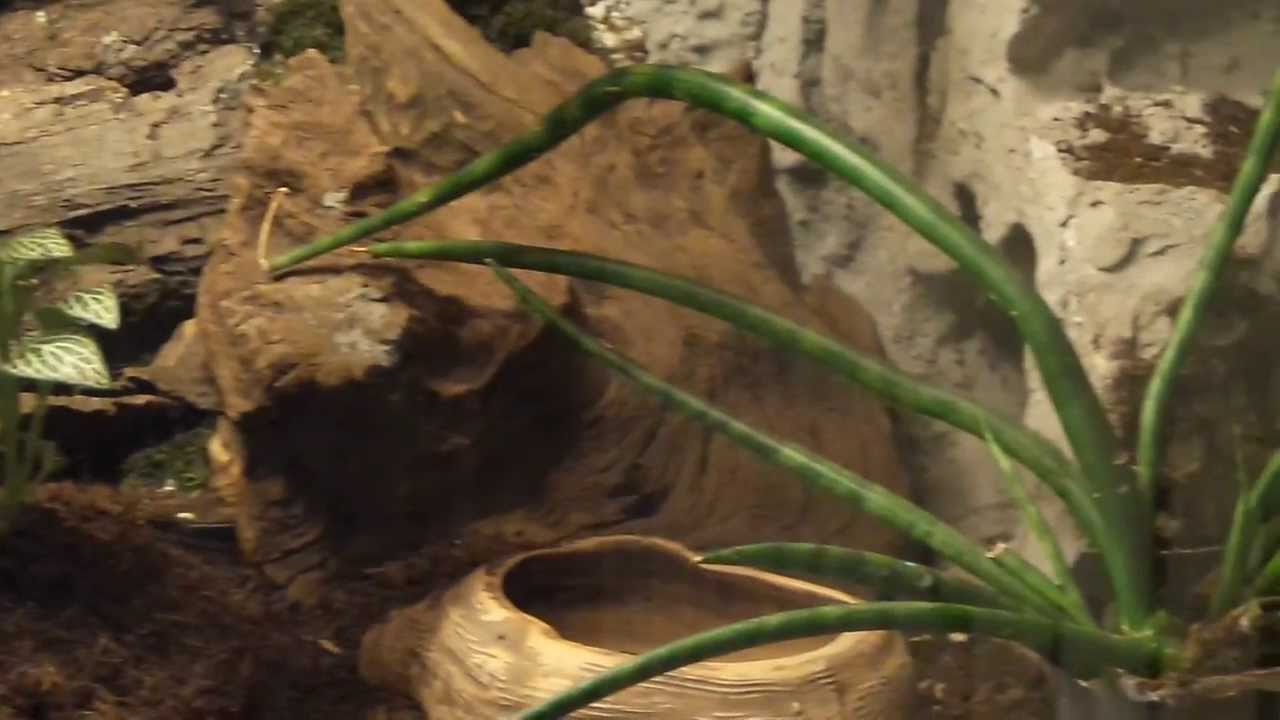 sławomir rawicz terrarium