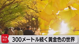 300メートル続く黄金色の世界～明治神宮外苑（2022年11月24日）