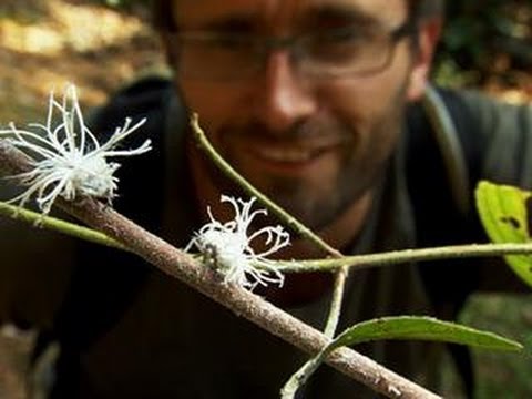 וִידֵאוֹ: What Are Planthoppers - למד על Planthoppers In Gardens