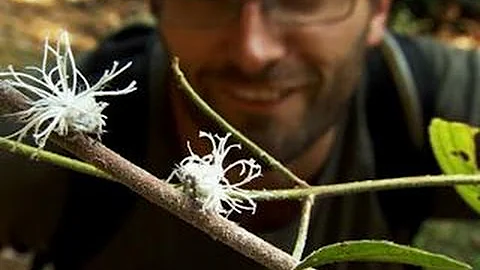 Ridiculous Planthopper Nymphs in Action