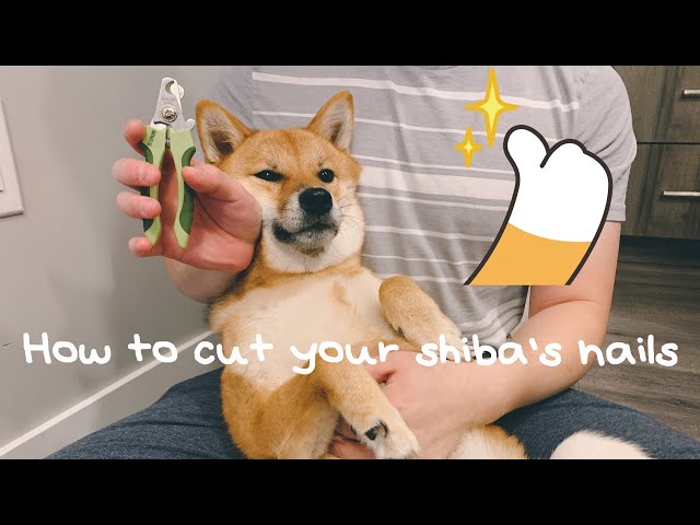 Dog owner finds perfect trick for cutting uncooperative mini shiba inu's  nails – grape Japan