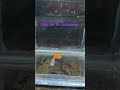 lava red guppy