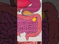 The Cookie's Wild Adventure! 🍪✨ Join the Fun Digestive Journey! #KidsLearning #Science #Shorts