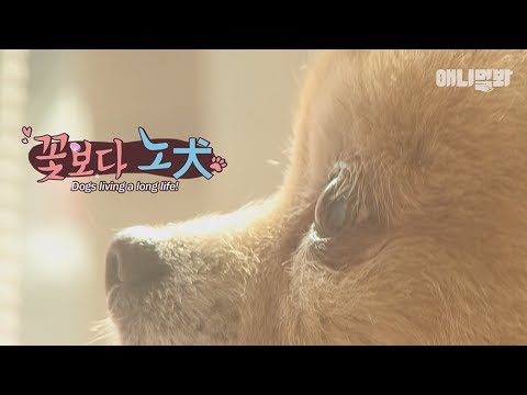 애니멀봐 사모예드 Long living dogs which are so cute and good-looking!