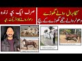 Know about dholer wale kakas horse  famous blooded horses  progeny of kaka barral bloodline