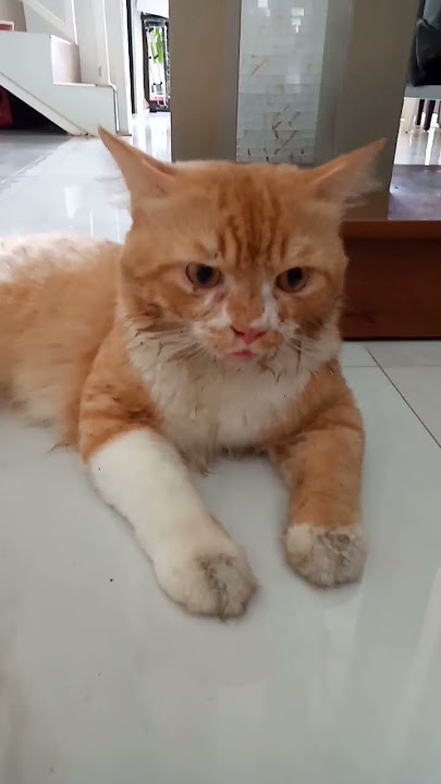 Begini jadinya bila sedang birahi 🤪