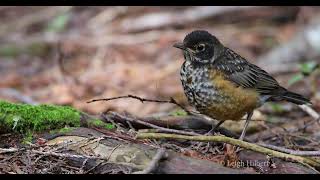 BUT DAD!    FEED ME!! #robins