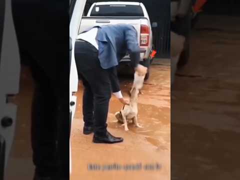 Omg! Poor dogs 🐕 Thank you boy for saving the dog
