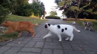 薄三毛猫ママ、ピンチ!一家に侵入者あり