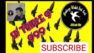#walet Suara walet triple 9 original