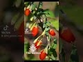 مشاتل توت الغوجي الل ذيذ Goji 