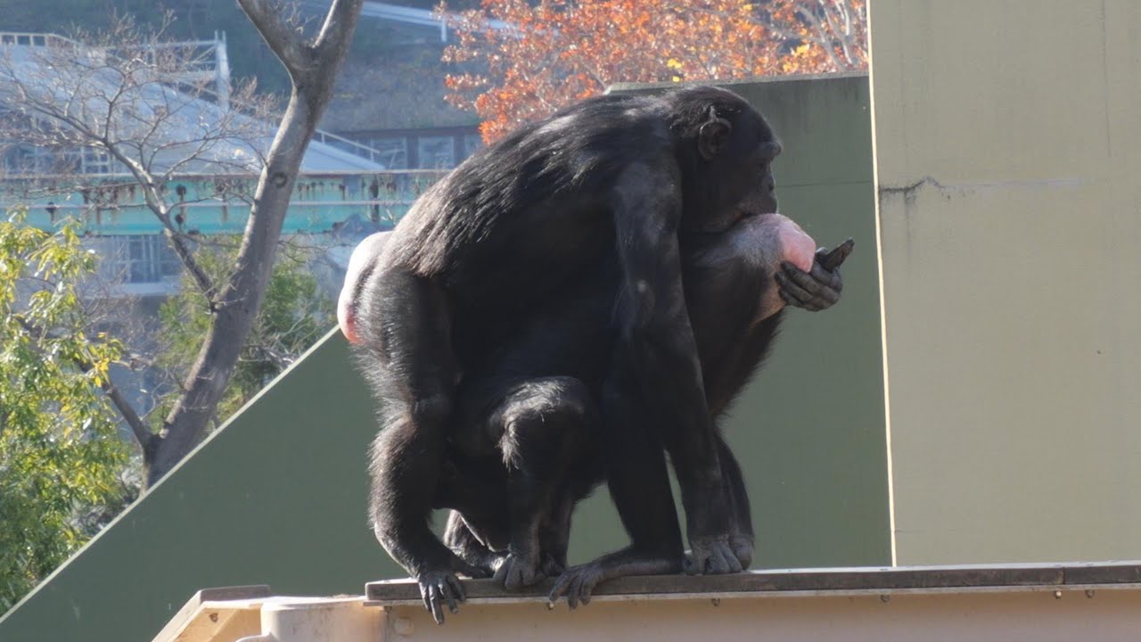 ヤマネとチンパンジー マシマシチンパンジー 『第157回～アカチャンマシマシ