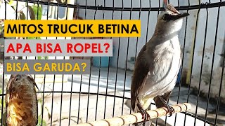 Apakah Trucukan Betina Bisa Ropel Dan Garuda?