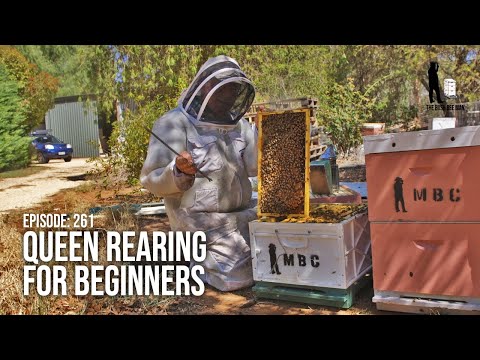 Queen Bee Rearing Techniques: Queen Rearing Step By Step (Part 1) | The Bush Bee Man