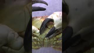 kepiting bernafas