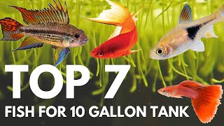 Top 7 Fish for a 10 Gallon Aquarium