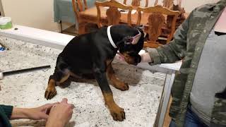 Doberman Ear Posting Part 1 Of 3