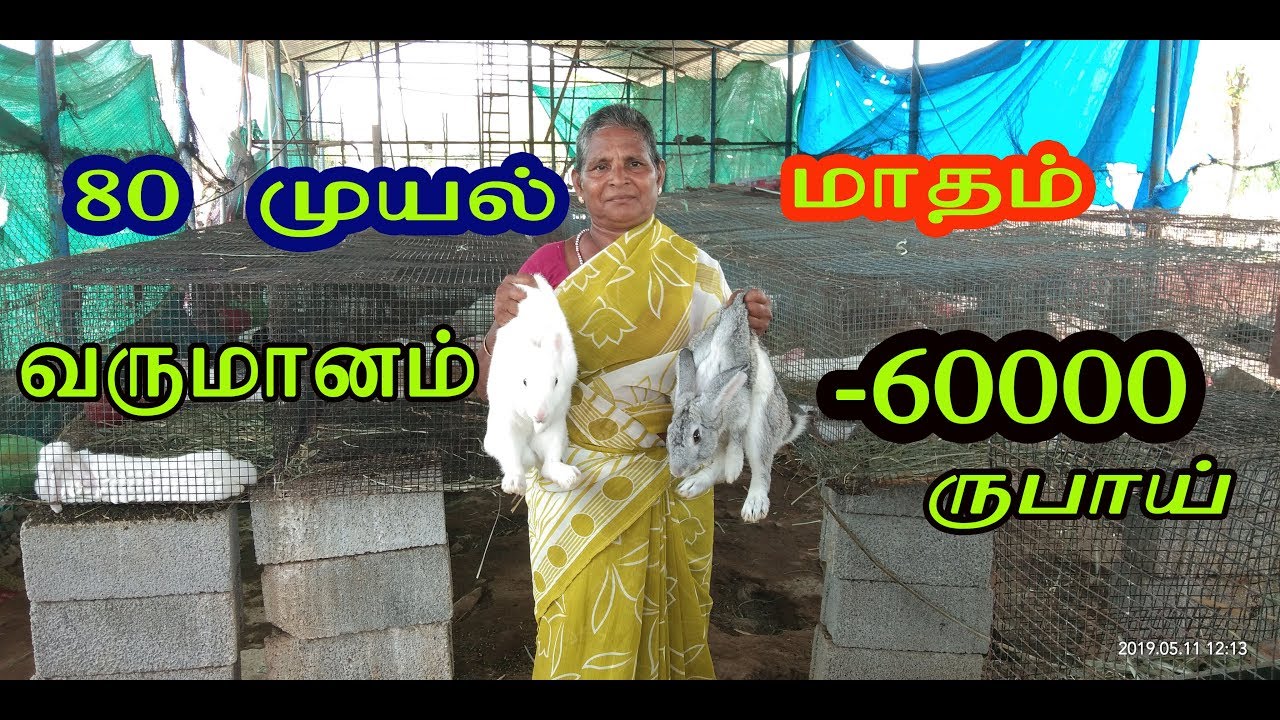 80 முயல் மாதம் வருமானம் 60000 நல்ல வருமானம் தரும் முயல் பண்ணை Rabbit Farm