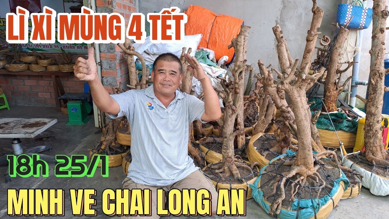 25/1🔴 Minh ve chai Long An lì xì mùng 4 Tết siêu phẩm bonsai rút cốt ...