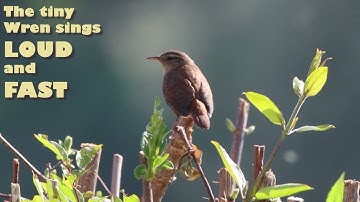 A Wren