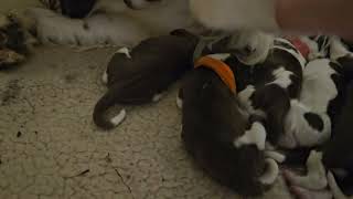 Misty's 1st Litter 1 Day Old English Springer Spaniels by Wixy Belle 256 views 1 month ago 2 minutes, 3 seconds