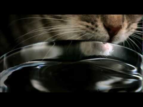 Amazing Slow Motion Cat Drinking