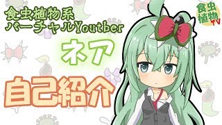 「食虫植物系バーチャルYoutuberネア　自己紹介！【4K】」のサムネイル