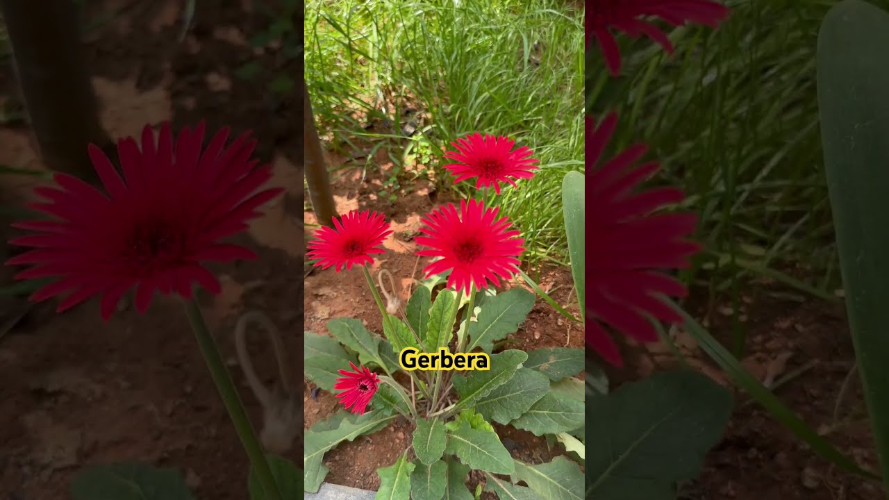 Beautiful Gerbera Daisy Garden Gardening Plants